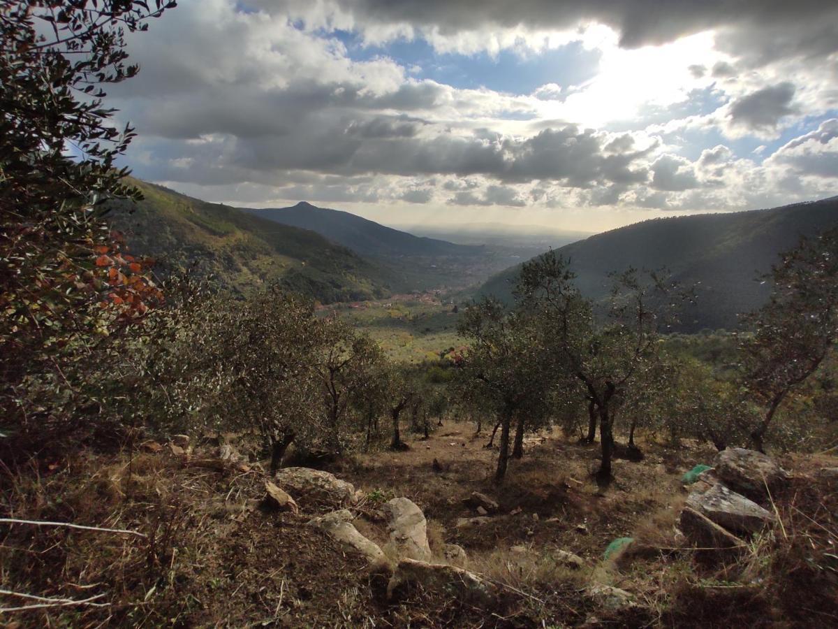 Olive House Tuscany - Zona Pisa กาลชี ภายนอก รูปภาพ