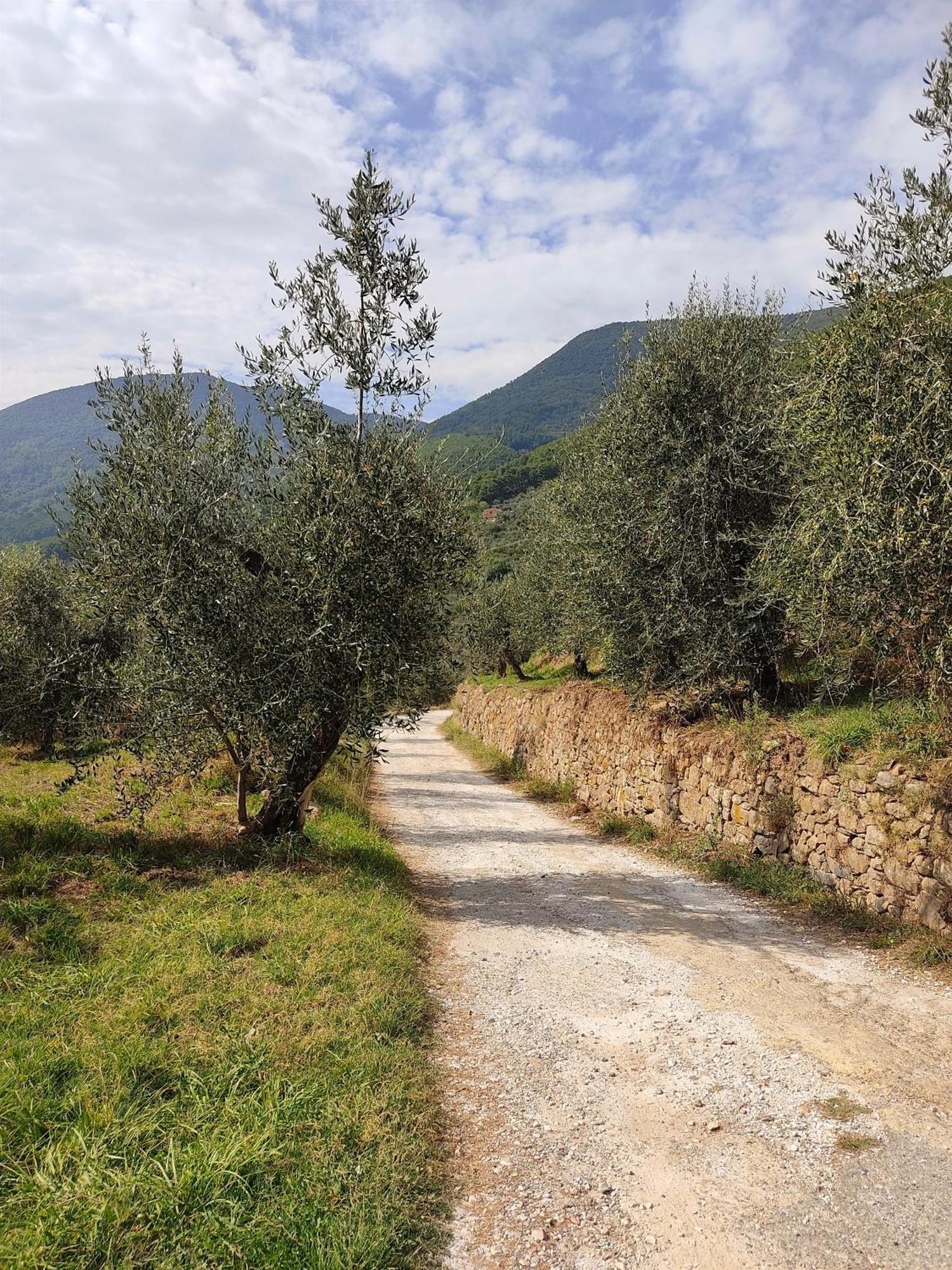 Olive House Tuscany - Zona Pisa กาลชี ภายนอก รูปภาพ